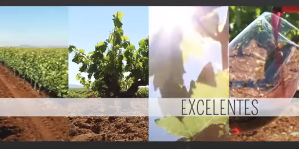 Bodega Viticultores de Barros