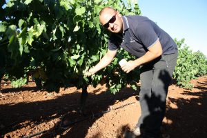 control de maduración de la uva bodega almendralejo